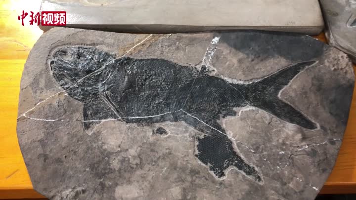 中科院团队发现2 44亿年前最大基干辐鳍鱼类 张氏翼鳕 中新网