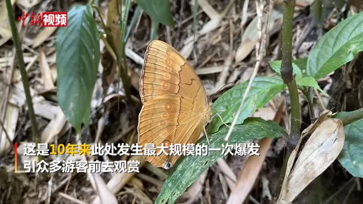 云南15亿只蝴蝶大爆发为10年来最大规模