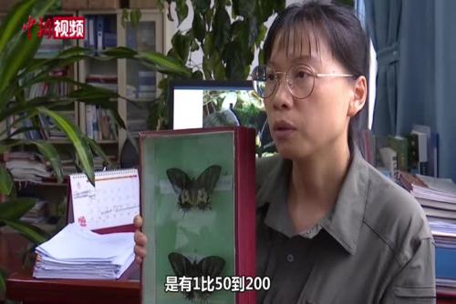 广西大明山发现世界珍稀蝶种