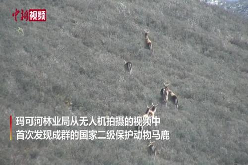 青海玛可河林场首次拍摄到成群马鹿