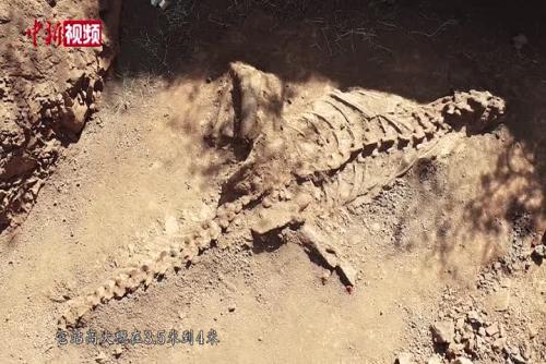 8米长恐龙化石挖掘完毕