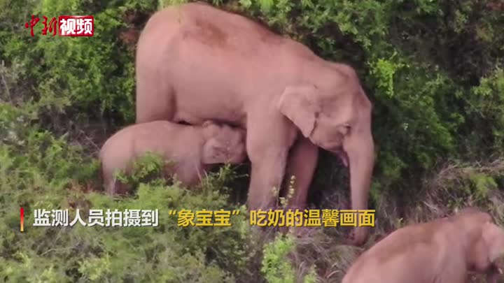云南北移象群再回峨山 监测员拍摄到"象宝宝"吃奶温馨画面