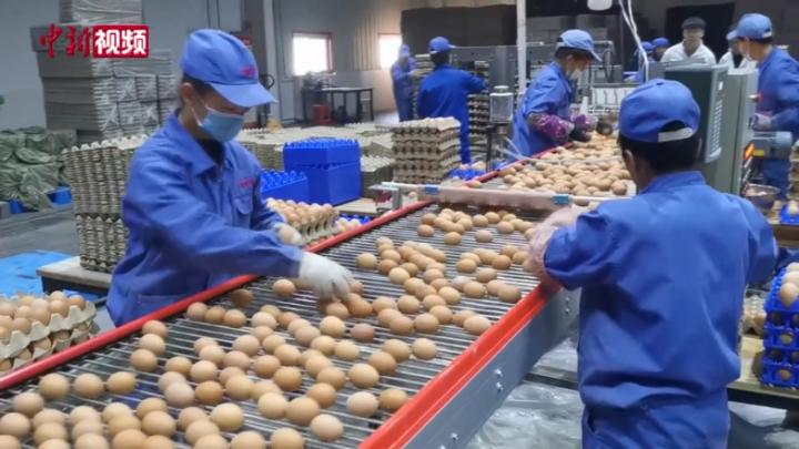 “金鸡”鸣唱“致富曲”：山区县鸡蛋卖到“北上广”