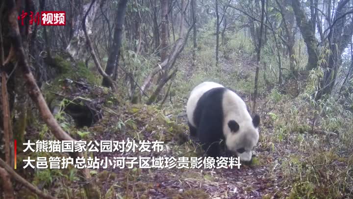 大熊猫国家公园：快来看野外撒欢的“滚滚”！