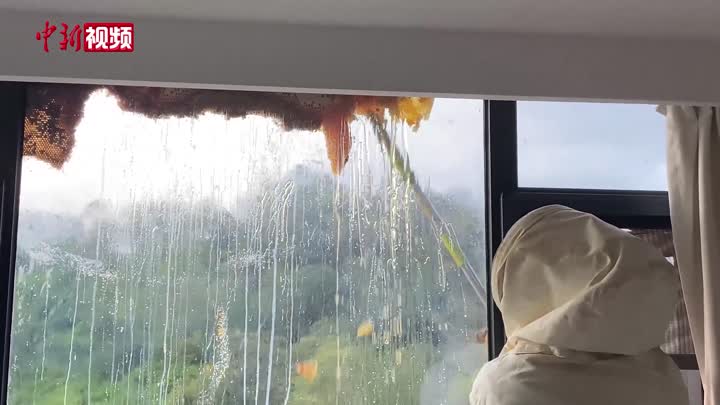 居民窗外直径1.5米巨型蜂巢被处置  蜂蜜流满玻璃