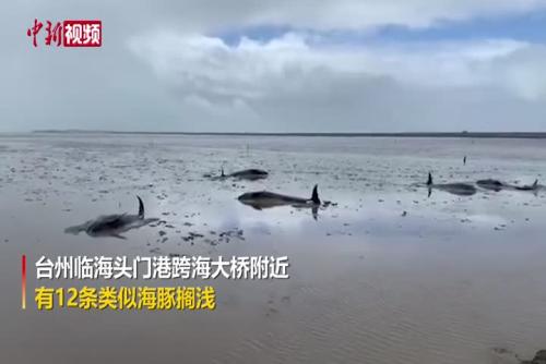 浙江台州临海12头鲸豚搁浅
