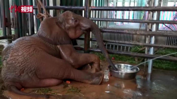 鄭州動物園非洲象病重 每日輸液80多瓶