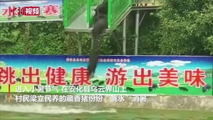 湖南：豬排隊“跳水”消暑  