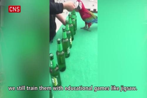 Parrots raised in Shanxi zoo show a variety of talents