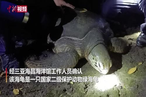 200斤巨龟患病 海南海岸警察及时救助