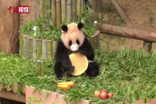 在韩出生的中国大熊猫福宝满周岁