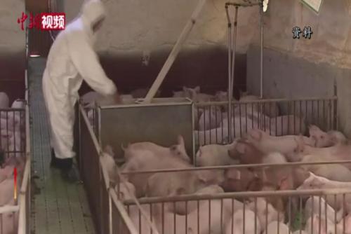 韩国农场时隔三个月再现非洲猪瘟