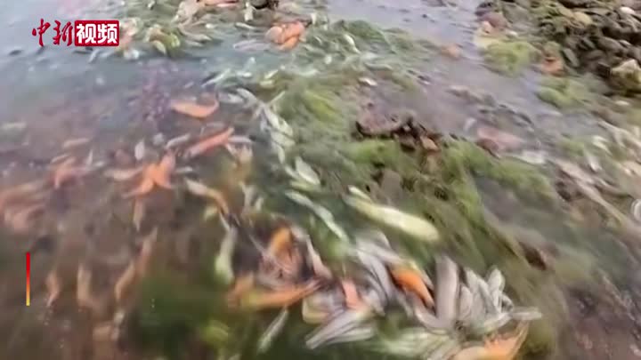 15噸魚蟹等生物死亡  西班牙著名潟湖變臭湖