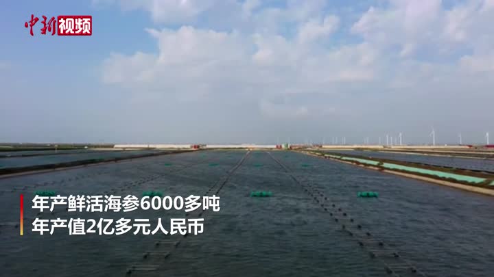 河北樂亭：6萬畝海參養殖喜獲豐收
