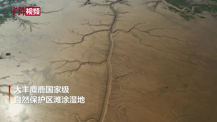 江蘇鹽城：灘涂濕地沖刷形成“參天大樹”