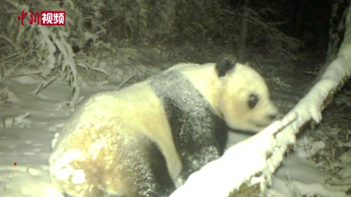 四川：大熊貓玩“自拍”損壞相機后“逃跑”