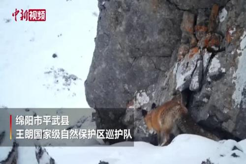 赤狐现身海拔4200米雪地