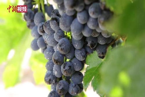 宁夏贺兰山东麓开启酿酒葡萄丰收季节