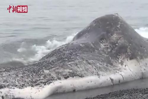 日本神奈川海滩现鲸鱼尸体 身长达14米