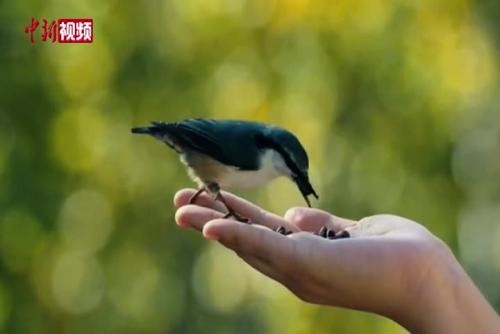 网红鸟“蓝大胆”演绎人与自然和谐互动