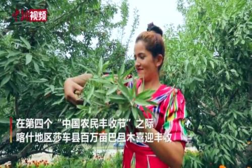 中国优质巴旦木生产基地喜迎丰收