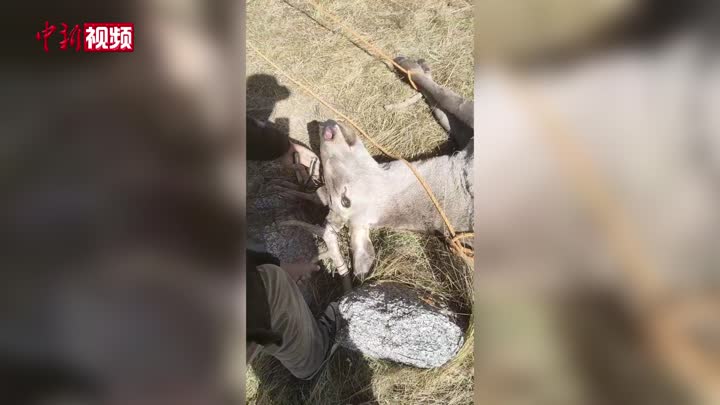 一白臀鹿被困草原圍欄 青海都蘭護林員救助