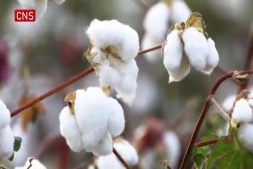 4,000 ha of cotton harvested in Turpan Depression