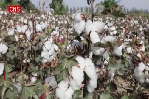 Technology helps harvesting cotton more efficient in Xinjiang