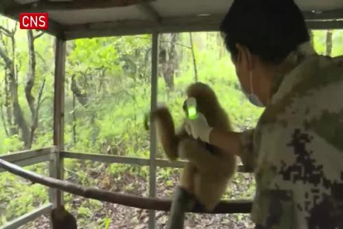Black-crested gibbon in Yunnan trains to go back to the wild