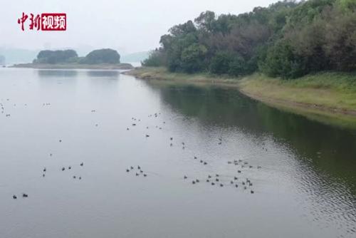 古宇湖迎来首批5000余只冬候鸟回来过冬