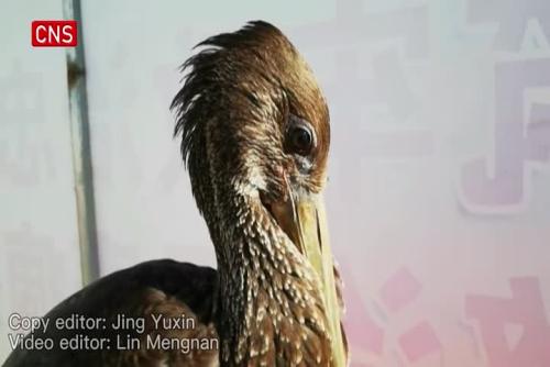 Injured rare stork rescued by Inner Mongolia police