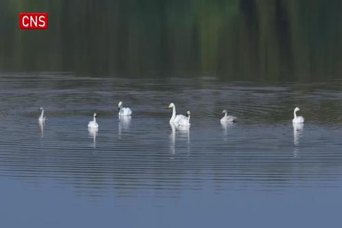 Whooper swans thrive in North China wetland park