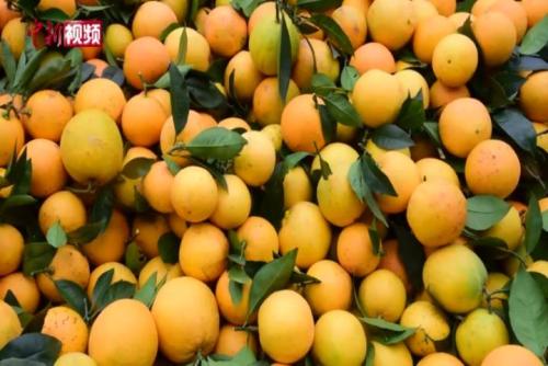 4万余亩脐橙陆续成熟上市