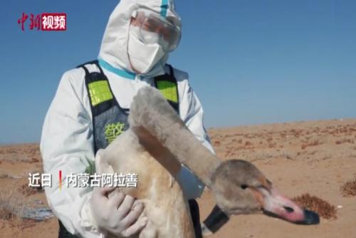 内蒙古民警救助一只灰天鹅