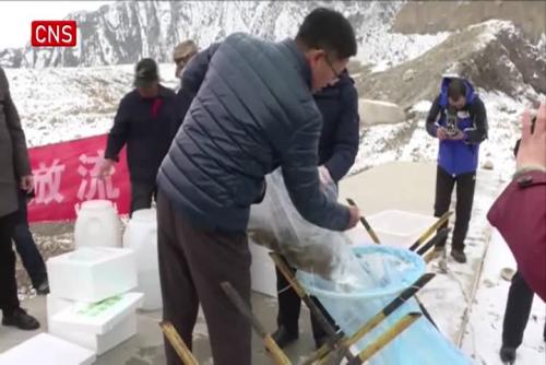 Artificially bred rare fish released in Xinjiang's Manasi River