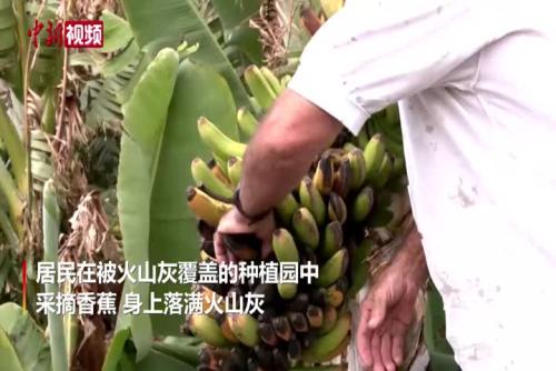 西班牙火山持续喷发 香蕉种植业受损