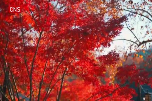 Qixia Mountain in Nanjing a destination to enjoy red maples