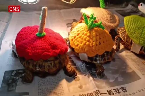 Tortoises stay cozy in customized sweaters