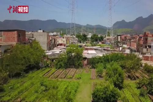 拉丁美洲最大的城市菜园
