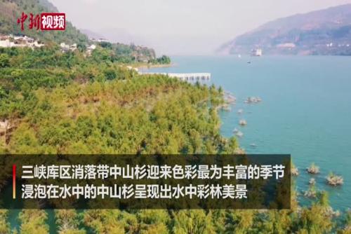 三峡库区“水中彩林”点染长江美景