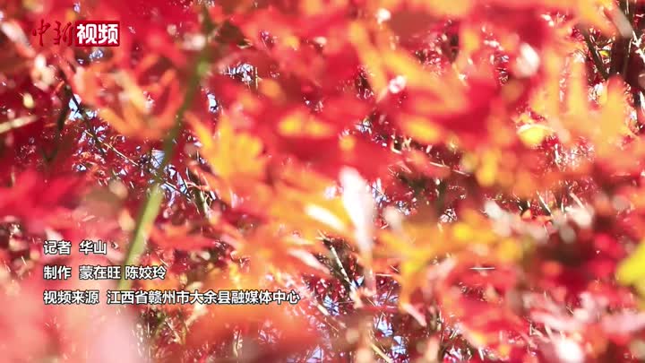 冬日“楓”景：江西大余紅楓迎來最佳觀賞期