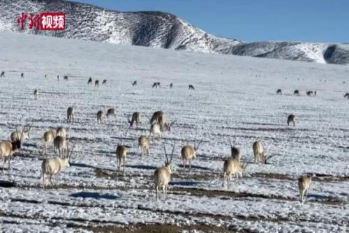 西藏羌塘保护区强降雪致饲草短缺 为藏羚羊送“外卖”