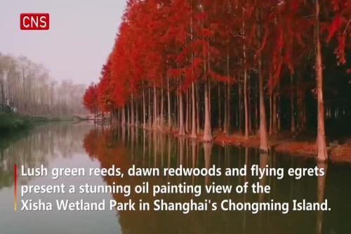 Wetland in Shanghai intoxicates visitors