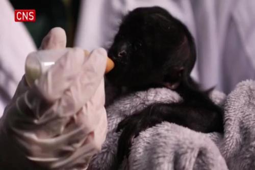 Rare babe monkey makes debut in Guangzhou