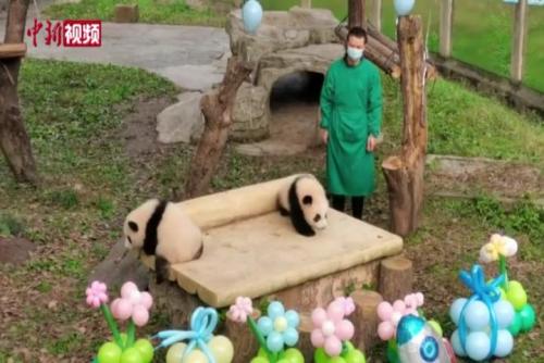 重慶大熊貓雙胞胎命名活動
