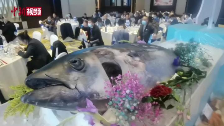 分食100斤重金槍魚 重慶市民共享海鮮盛宴