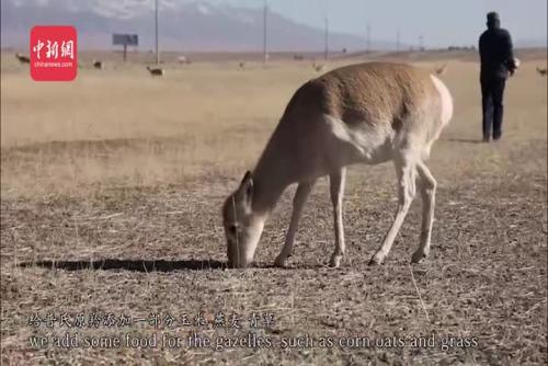 World's critically endangered gazelle enters the 