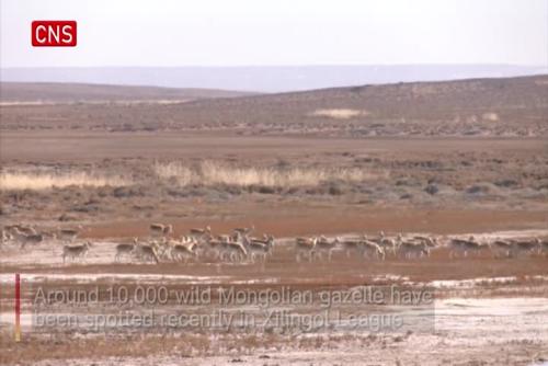 Over 10,000 Mongolian gazelle spotted in N China's Xilingol