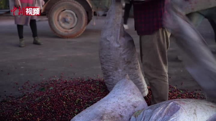 云南普洱咖啡量增价涨  助力巩固脱贫成果