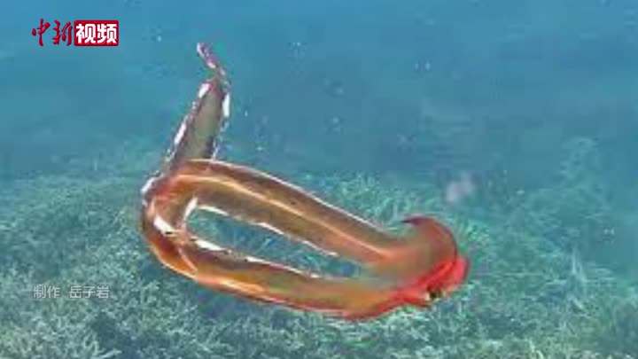 澳大利亚生物学家拍到罕见毯子章鱼